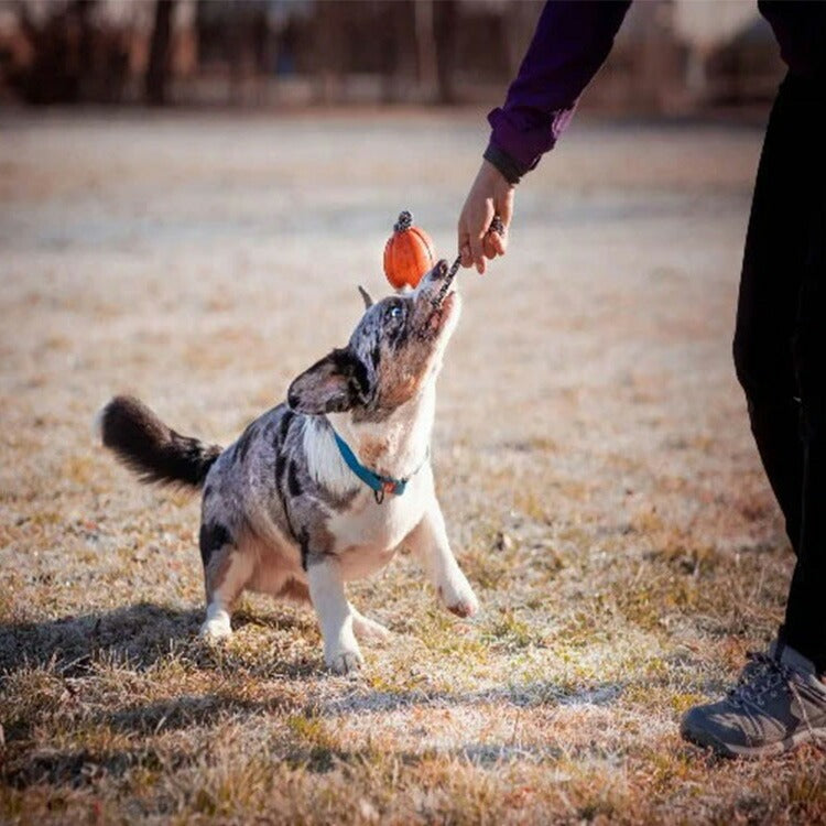 LIKER5 code ライカ5コード【Sサイズ】極小犬~小型犬用
